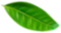 Green leaf